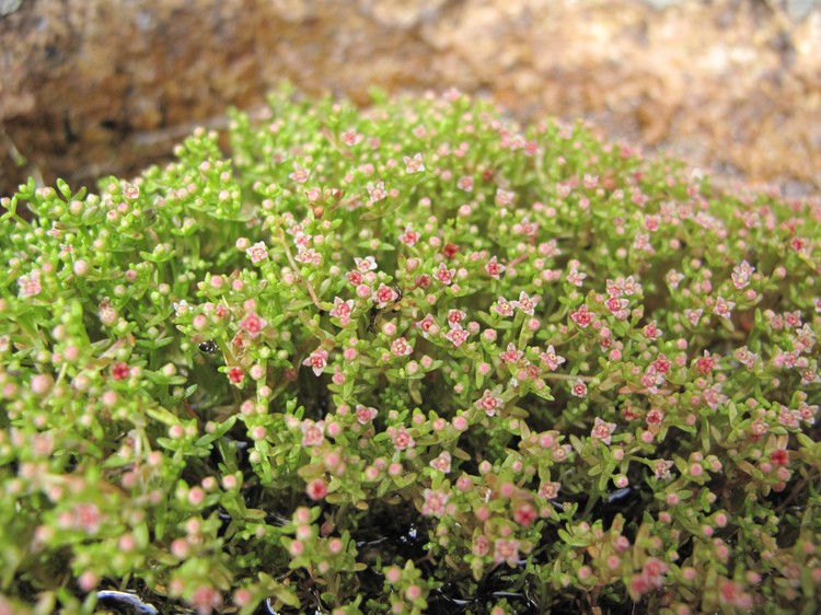 Crassula vaillantii